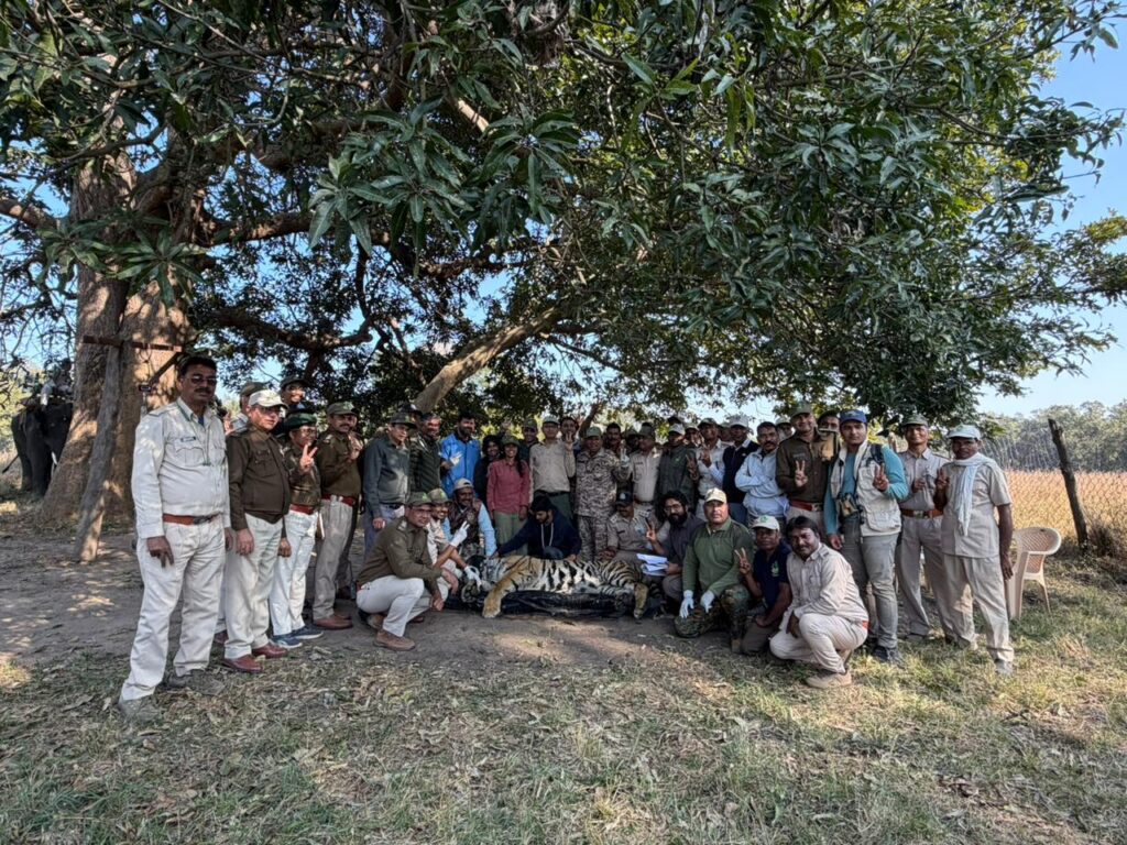 रिवाइल्डिंग में प्रशिक्षित नर बाघ अब वीरांगना दुर्गावती टाइगर रिजर्व में भरेगा दहाड़