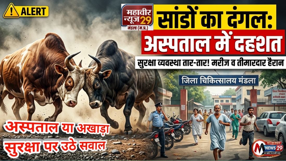 मंडला जिला अस्पताल में सांडों का दंगल