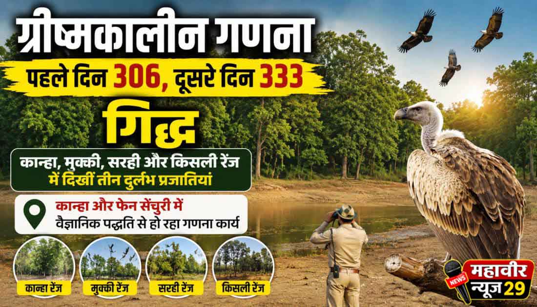 कान्हा, मुक्की, सरही और किसली रेंज में दिखे तीन दुर्लभ गिद्ध