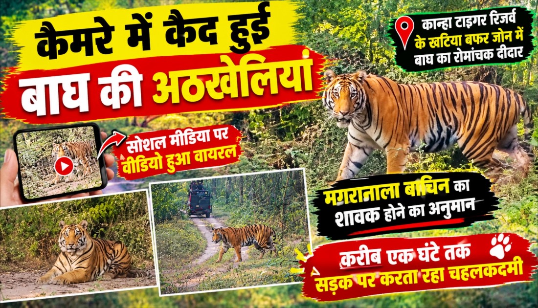 कैमरे में कैद हुई बाघ की अठखेलियां